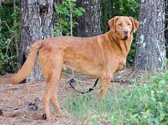 Image result for Golden Retriever Mixed with Labrador