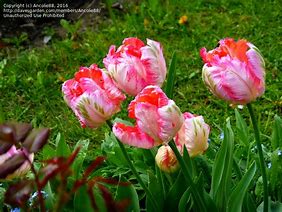 Image result for Tulipa Apricot Parrot