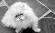 Image result for White Persian Cat Meme Monkey
