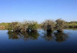 Image result for Pond Apple Tree Everglades