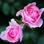 Image result for Rosa Pink iPhone