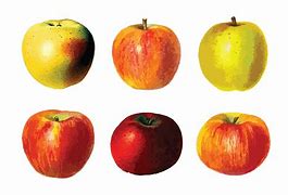 Image result for Macro Illustration of an Apple