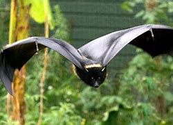 Image result for Livingstone's Fruit Bat