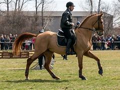 Image result for Jumping Horse Breeds