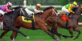 Image result for Images of Race Horses