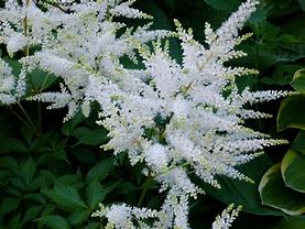 Image result for Astilbe Arendsii Weisse Gloria