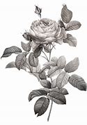Image result for Rose Gold Floral PNG
