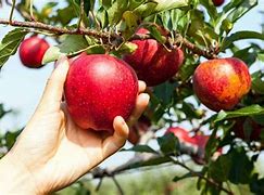 Image result for Pictures of People Planting Trees Apple