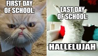 Image result for Cat School Memes