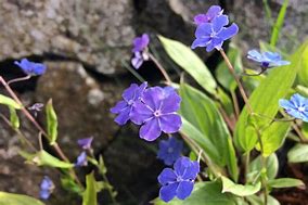 Image result for Omphalodes cappadocica Cherry Ingram