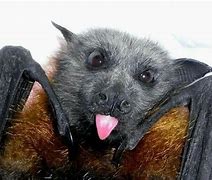 Image result for Funny Bats Animals