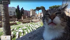 Image result for Google Earth Cat Meme