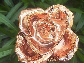 Image result for Gorld Rose