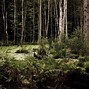 Image result for What Does a Swamp Look Like