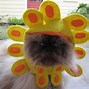 Image result for Cat with Flower On Head Meme