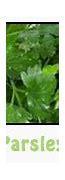Image result for Parsley High Guardian Spice