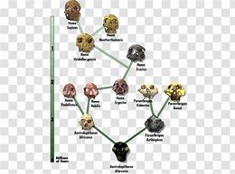Image result for Neanderthal Evolution Chart