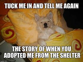 Image result for Shelter Dog Meme
