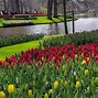 Image result for Amsterdam Flower Garden