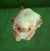 Image result for Cute Baby Bat Meme