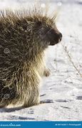 Image result for Porcupine in Snow Kazakhstan