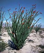 Image result for Dried Ocotillo Cactus