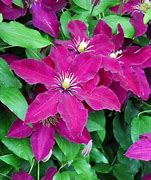 Image result for Pink Clematis