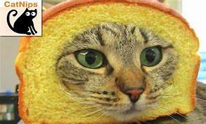 Image result for Funniest Cat Faces