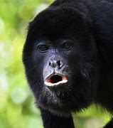 Image result for Angry Monkey Rainforest
