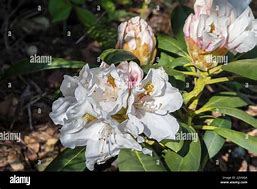 Image result for Rhododendron (Y) Porzellan