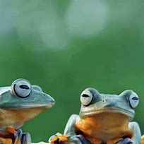 Image result for Rolling Frog GIF
