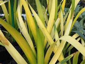 Image result for Iris foetidissima Pauls Gold