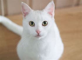 Image result for Short White Cat