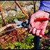 Image result for Tiny Pruning Scissors