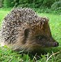 Image result for Hedgehog in Habitat