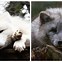 Image result for Arctic Fox Phone