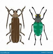 Image result for Flat Insect Cartoon