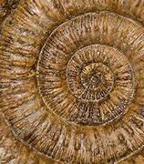 Image result for Spiral Fossil