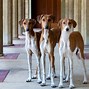 Image result for Most Unique Dogs