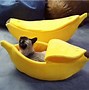 Image result for Human Cat Bed