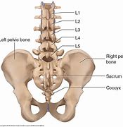 Image result for Lumbar Sacral Spine Anatomy