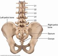Image result for Posterior Lumbar Spine Sacrum
