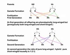 Image result for Second Generation Genetics