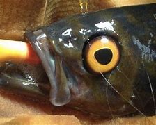 Image result for Glass Eye Fish