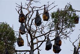 Image result for Hang On the Tree