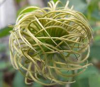 Image result for Clematis Seed Heads