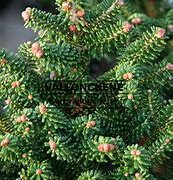 Abies koreana Alpine Star માટે ઇમેજ પરિણામ