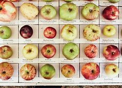 Image result for Heritage Apples Clemmons NC