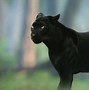 Image result for Panther Face