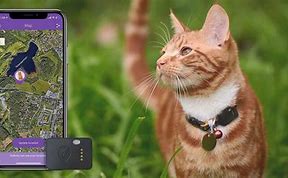 Image result for Cat Camera Trackers